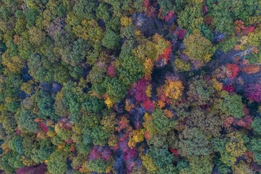 Bunter Herbstwald, Foliage, Upstate New York, USA
