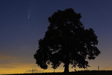 Comet C/2020 F3, Neowise, next to Linden tree silhouette, Challhöchi, Basel-Landschaft, Switzerland