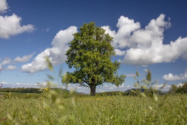 Alte Hochstamm Obstbäume im Frühjahr, Rünenberg, Basel-Landschaft, Schweiz