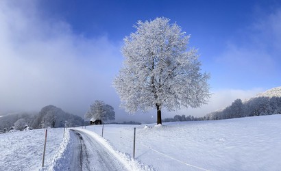 Schnee und Raureif, Solitärbaum, Winterlinde, Wisen, Solothurn, Schweiz