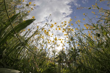 Fisheye-Panorama aus einer blühenden Magerwiese heraus, Sommeri, Thurgau, Schweiz, Europa