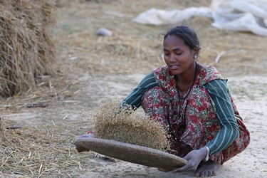 Frau bei der Reisernte, Paddy Field, Gulariya, Nepal, Asien