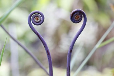 Uluhe Farne (Dicranopteris linearis), einheimische Pflanze auf Hawaii mit violettem Rhizom, Volcanoes National Park, Big Island, USA