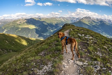 Vizsla Rüde 1.5 Jahre alt auf einem Trail in den Bergen, Chörbschhorn, Davos, Graubünden, Schweiz