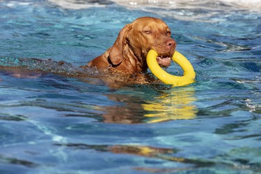 Junger Vizsla Rüde schwimmt einem Ring nach, Wisen, Solothurn, Schweiz