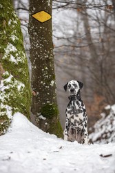 Dalmatiner Hund sitzt im Schnee an einem Wanderweg, Ruine Frohburg, Solothurn, Schweiz