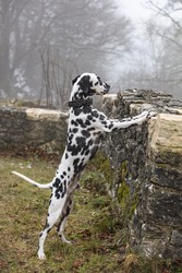 Dalmatiner Hund steht an einer Steinmauer, Ruine Frohburg, Solothurn, Schweiz