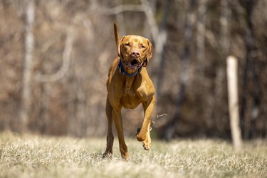 Rövidszőrű Magyar Vizsla, Ungarischer kurzhaariger Vorstehhund, galoppiert über trockene Wiese, Laufmatt, Basel-Landschaft, Schweiz