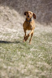 Rövidszőrű Magyar Vizsla, Ungarischer kurzhaariger Vorstehhund, galoppiert über trockene Wiese, Laufmatt, Basel-Landschaft, Schweiz