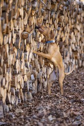 Rövidszőrű Magyar Vizsla, Ungarischer kurzhaariger Vorstehhund, Portrait im Wald, sucht Gegenstand an einem Holzstapel, Laufmatt, Basel-Landschaft, Schweiz