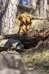 Rövidszőrű Magyar Vizsla, Ungarischer kurzhaariger Vorstehhund, sprint über Baumstamm im Wald, Laufmatt, Basel-Landschaft, Schweiz