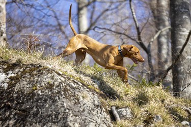 Rövidszőrű Magyar Vizsla, Ungarischer kurzhaariger Vorstehhund, springt über Hindernis im Wald, Laufmatt, Basel-Landschaft, Schweiz