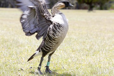 Flügel schlagende Nene Gans (Branta sandvicensis), Hawaii Volcanoes National Park, Big Island, USA