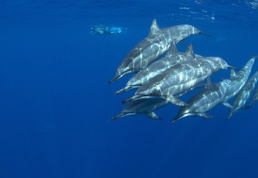 Schnorcheln mit Grossen Tümmlern, Hawaiianischer Bottlenose Dolphin