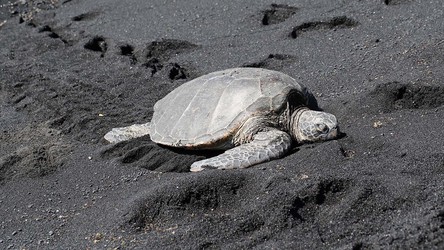 Grüne Meeresschildkröte, Suppenschildkröte, Chelonia mydas (auch Hawaiian Green Sea Turtle), Black Sand Beach of Punaluu, Big Island of Hawaii, USA