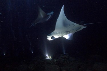 Manta and zooplankton ballet, Kailua-Kona, Big Island of Hawai’i, USA