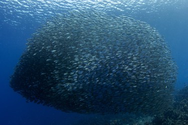 Schools of fish in the shallows of Playa Grandi, Curacao