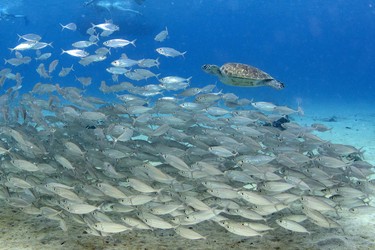 Turtle swimming with schools of fish in the shallows of Playa Grandi, Curacao