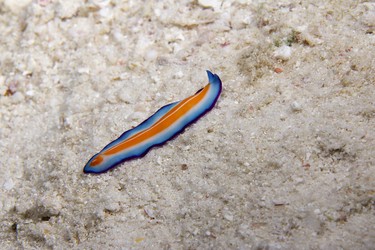 Strudelwurm, Flatworm: Pseudoceros susanae