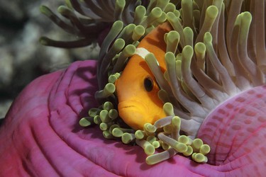Maledivischer Anemonenfisch (Amphiprion nigripes)