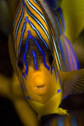 Red Sea Regal Angelfish (pygoplites-diacanthus-flavescens), Abu Ramada, Hurghada, Red Sea