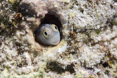 Red sea blenning hiding in a hole, Abu Ramada, Egypt, Red Sea