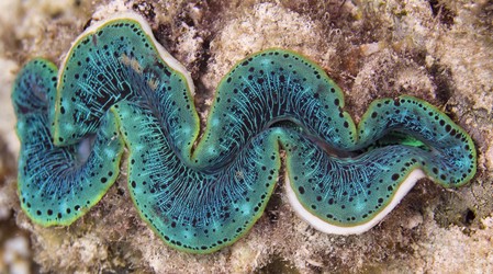 Giant Clam, half open, Great Barrier Reef, Queensland, Australia