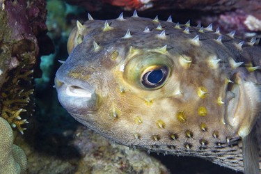 Kurzstachel-Igelfisch (Cyclichthys orbicularis), Rotes Meer, Dahab, Dschanub sina, Sinai, Ägypten