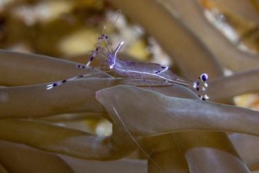 Anemonen-Partnergarnele (Ancylomenes longicarpus), in Blasenanemone (Entacmaea quadricolor), Rotes Meer, Dahab, Dschanub Sina, Ägypten