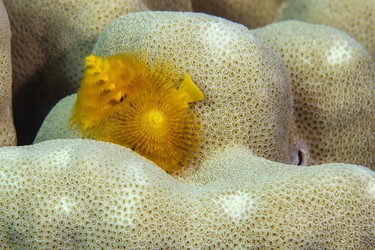 Weihnachtsbaumwurm (Spirobranchus giganteus), auf Steinkoralle, Rotes Meer, Dahab, Dschanub Sina, Ägypten