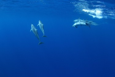 Grosser Tümmler, Hawaiian Bottlenose Dolphin, Kailua-Kona, Big Island of Hawaii, USA